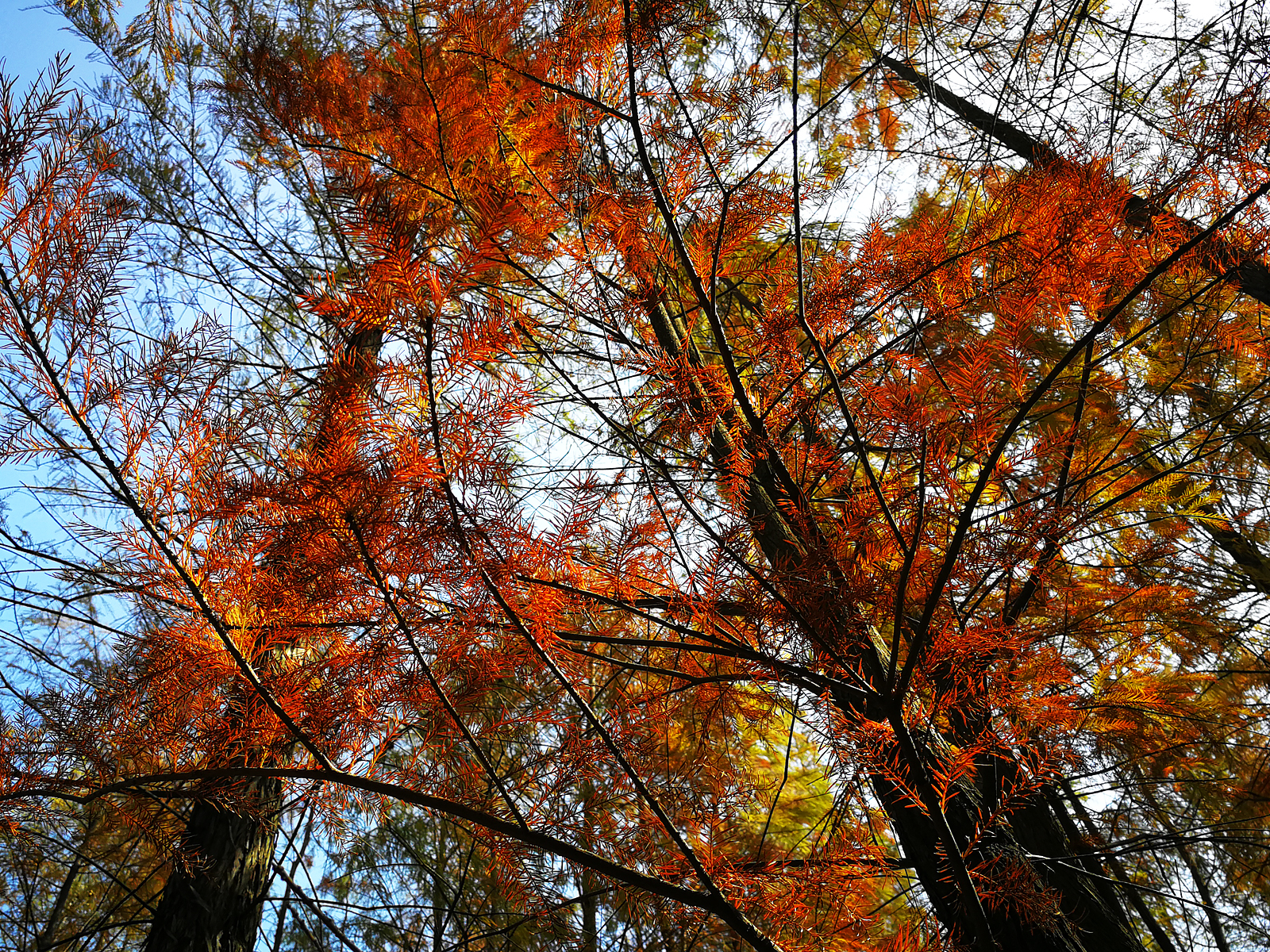 秋天不只赏银杏,这还有火红的水杉,适合广州珠海沿线遛娃自驾游
