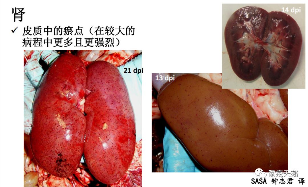 非洲猪瘟临床症状和病变图谱