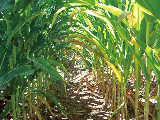 墨西哥玉米无肥也壮被能从空气中抢氮肥