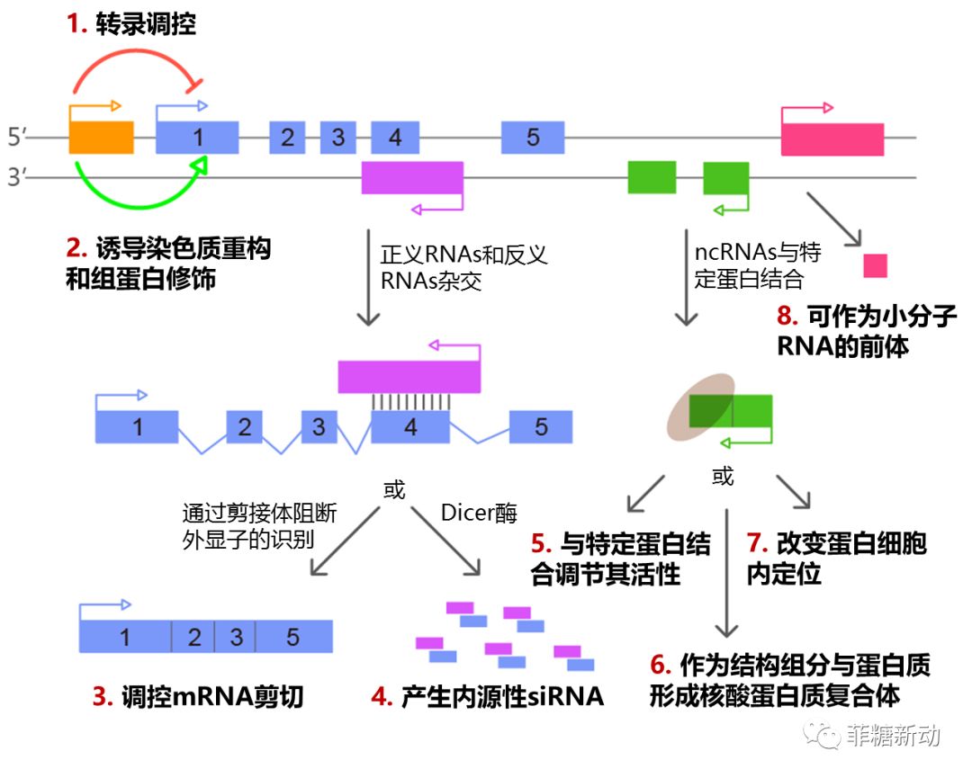 lncrna根据与蛋白质编码基因的关系,可分为基因间型,正义型,反义型