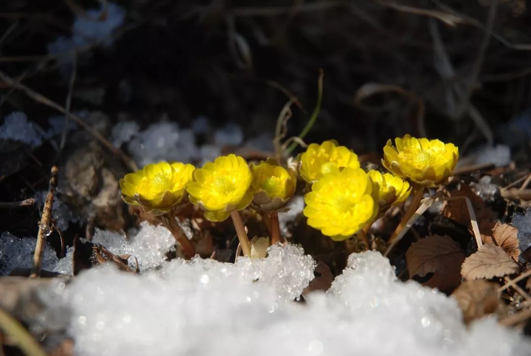 顶冰花,是一种生活在北方的植物,因其在冰天雪地里也可以发芽,直到