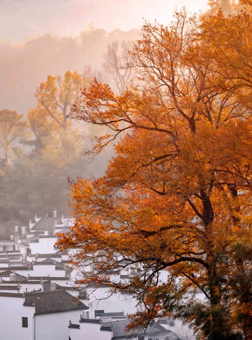 婺源秋色赏枫,石城,江岭,篁岭,长溪是必游精华景点,除此外,浙源及江