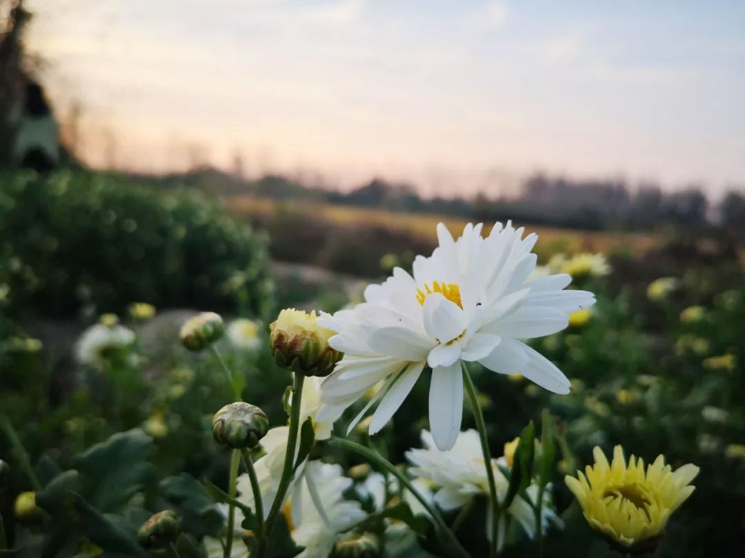 蓝天,白云相映照 构成独特的田园景致 而这小小的菊花 更是成为 杭白