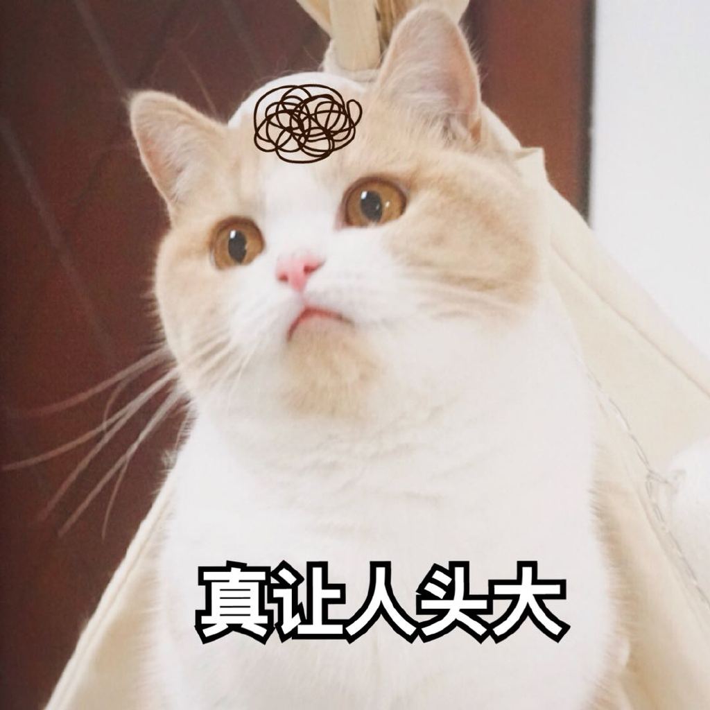 猫咪萌萌表情包:你的小可爱小北鼻正在生气