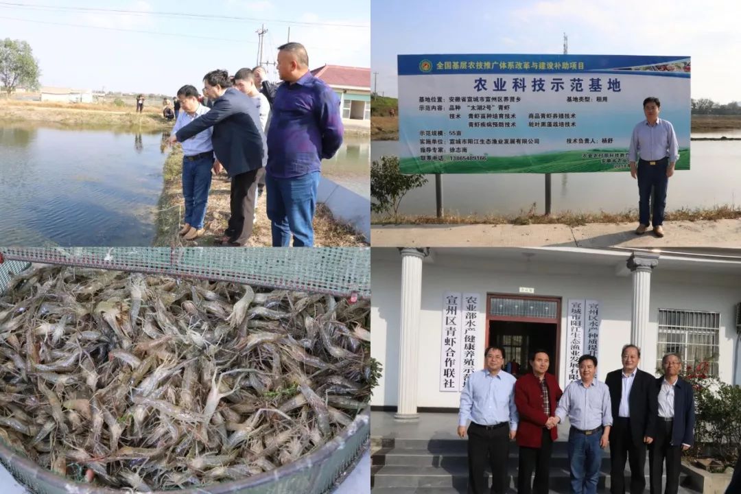 "太湖二号"青虾示范基地实地考察现场万亩稻虾综合种养基地实地考察