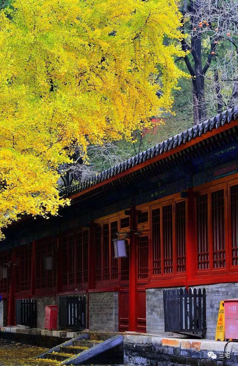名刹古寺的中式门窗和银杏树,演绎出千百年的唯美禅境