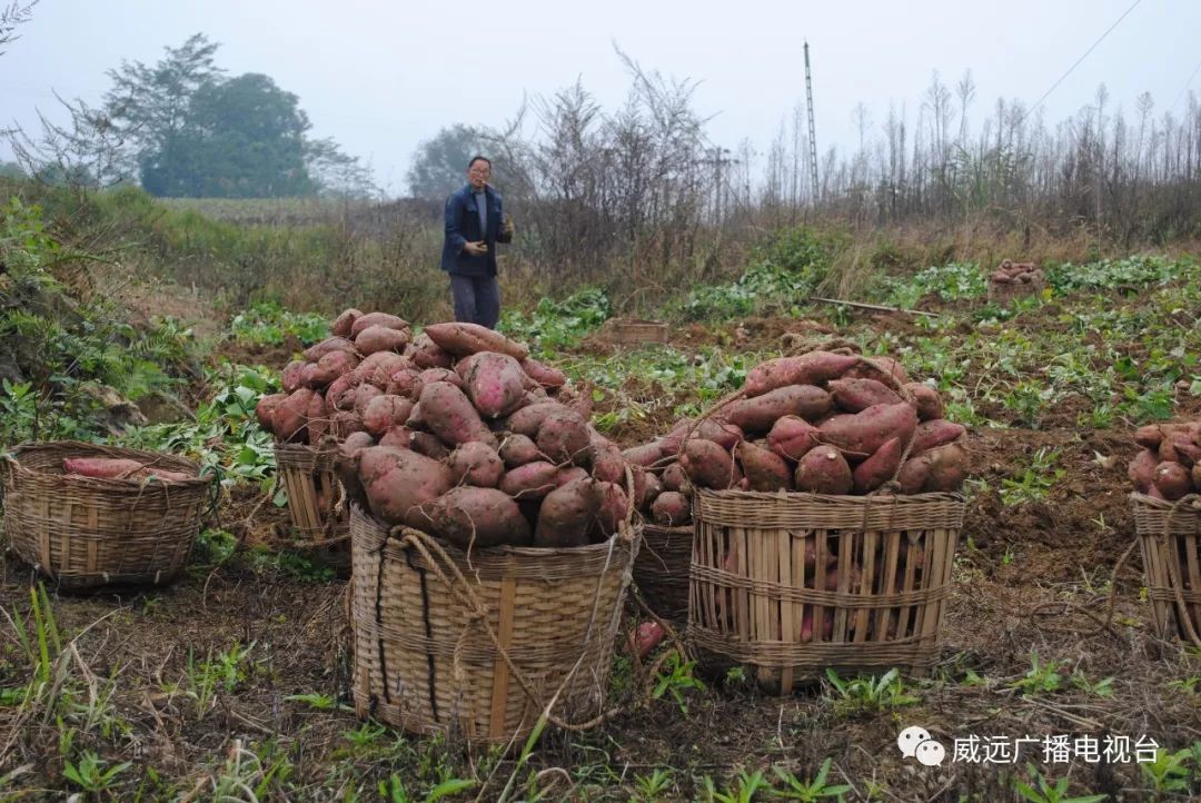 新场农民有窍门懒种红苕个头大