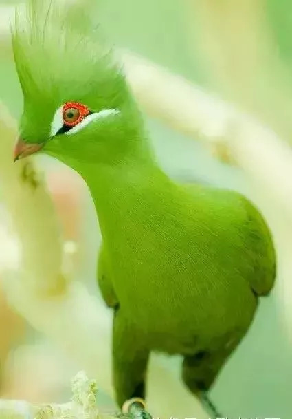 全身都是绿色的小鸟,好耀眼