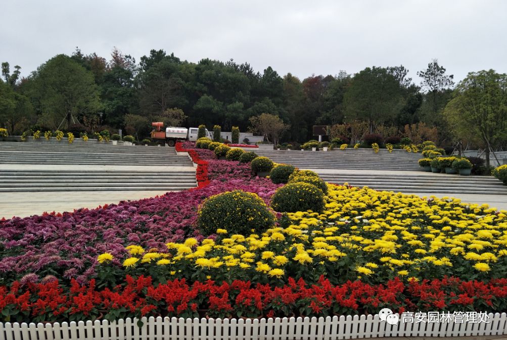 高安第二届菊花展来啦就在狮子岭公园