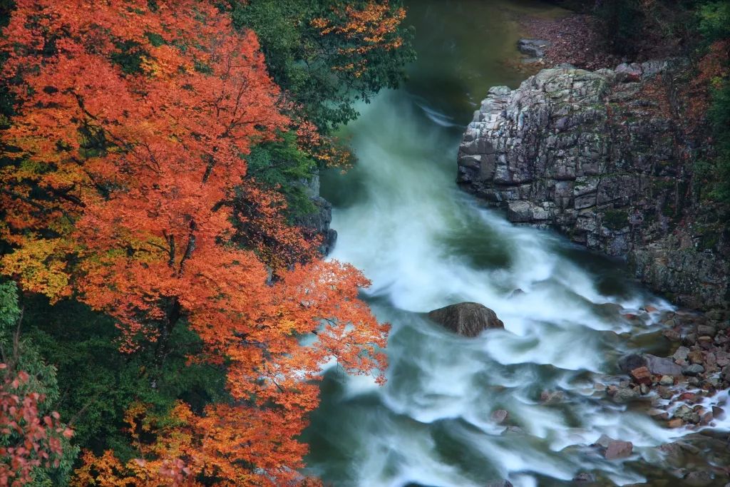 景区由光雾山,龙架山,燕子岩,桃园,大坝森林公园,焦家河,韩溪河等片区