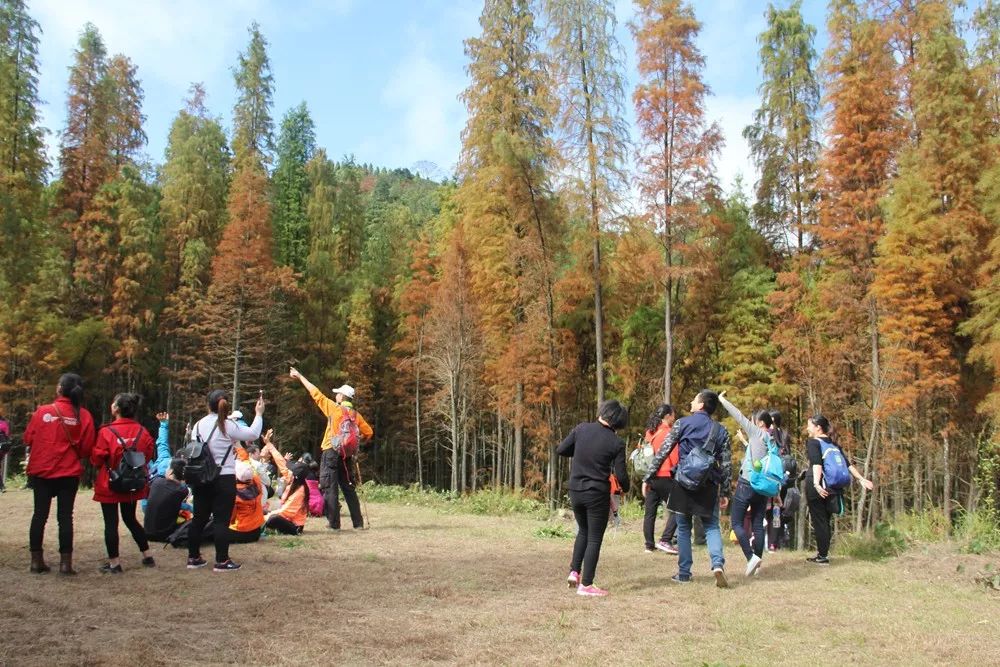 弦动天井山,炫舞落羽杉"让爱远行"森林漫步,等你报名参与