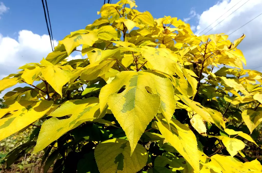 金蝴蝶构树彩叶世界的金色蝴蝶