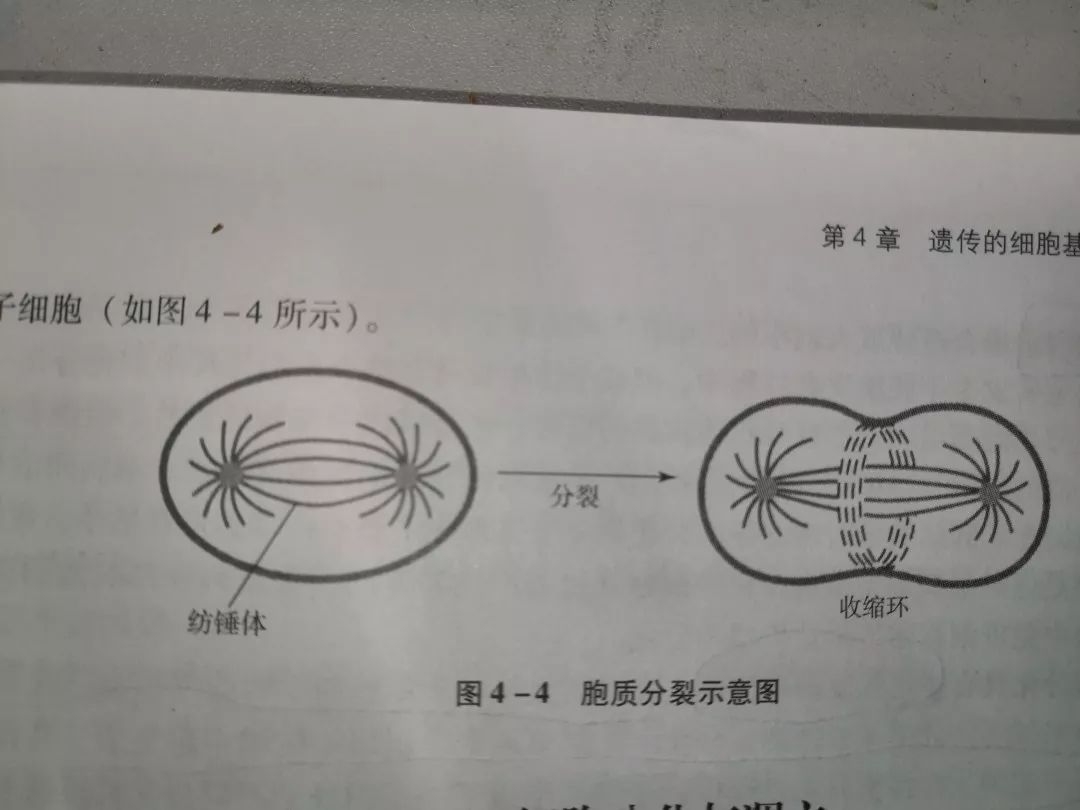 c 胞质分裂:始于细胞分裂后期,在赤道板周围细胞下陷,形成环形缢缩