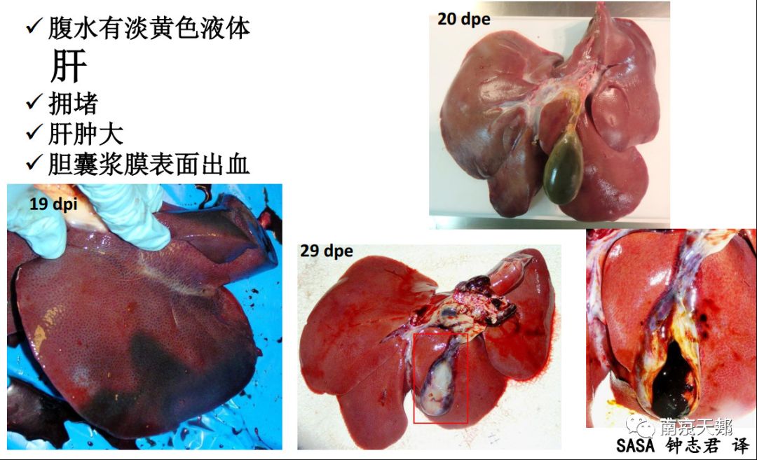 非洲猪瘟临床症状和病变图谱