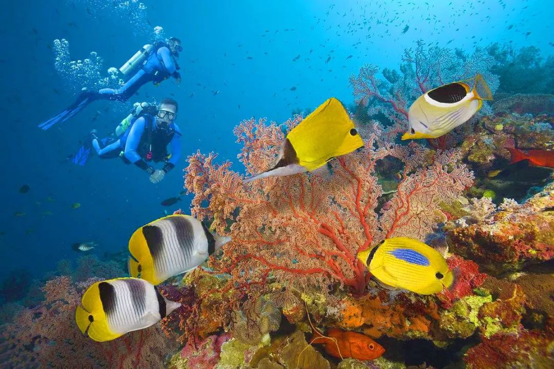 ￥9999去澳洲!赏世界第八大奇观大堡礁绿岛