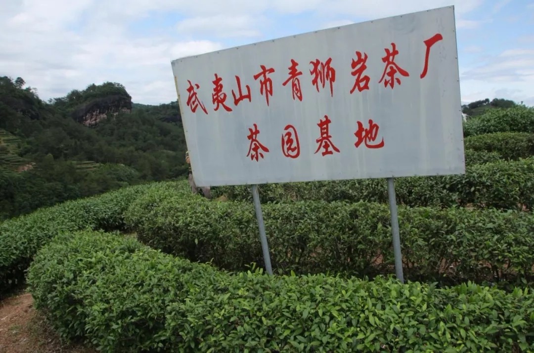 悦享武夷茶青狮岩茶厂的技艺奥秘出自天心村的正岩风味