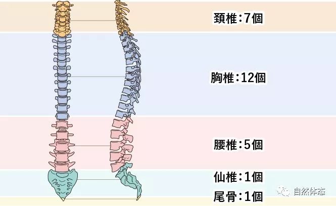 图1,脊柱的构造说明