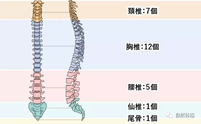 弯曲的大小由上下最倾斜的脊椎之间的角度(cobb角)来判断(图4)