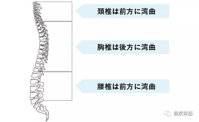 图2,从侧面看脊柱