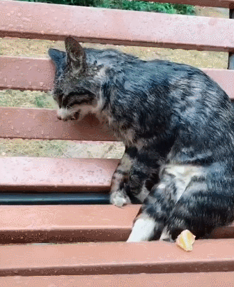 路人發現一貓咪，在長椅凍死了，網友：可憐的貓咪，回喵星吧 萌寵 第2張