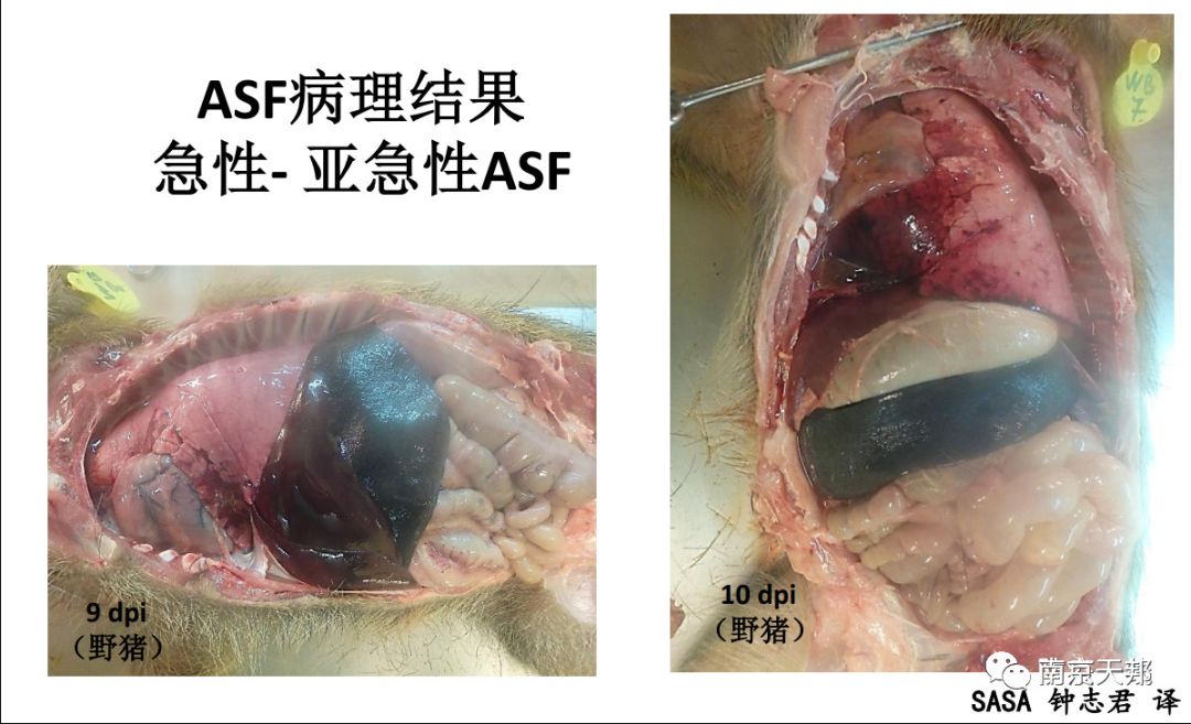 非洲猪瘟临床症状和病变图谱