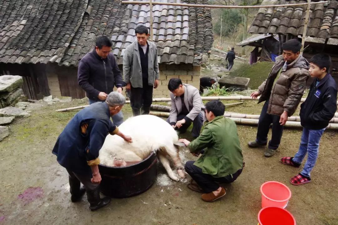 农村杀猪了都舍不得吃这个!只给娃儿们吃,你喜欢吃吗?