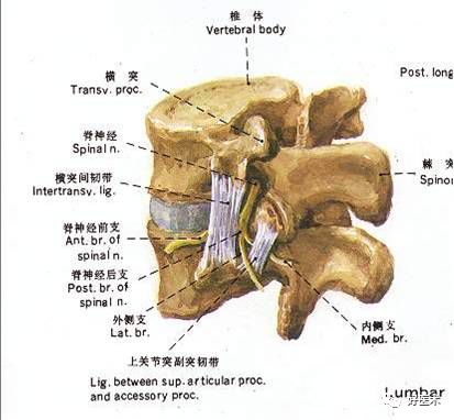 系统详解腰椎间盘突出症的诊治技巧