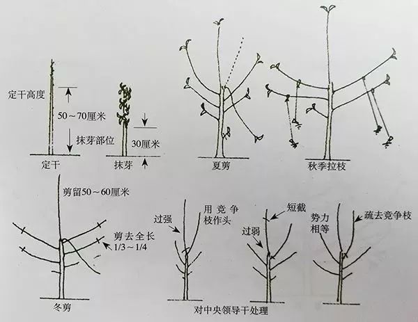 技术苹果树傻瓜修剪法自由纺锤树形