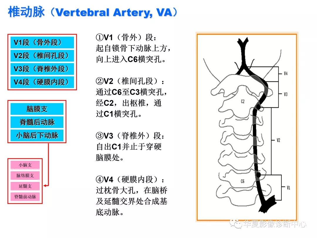 脑动脉分段(高清图解版)