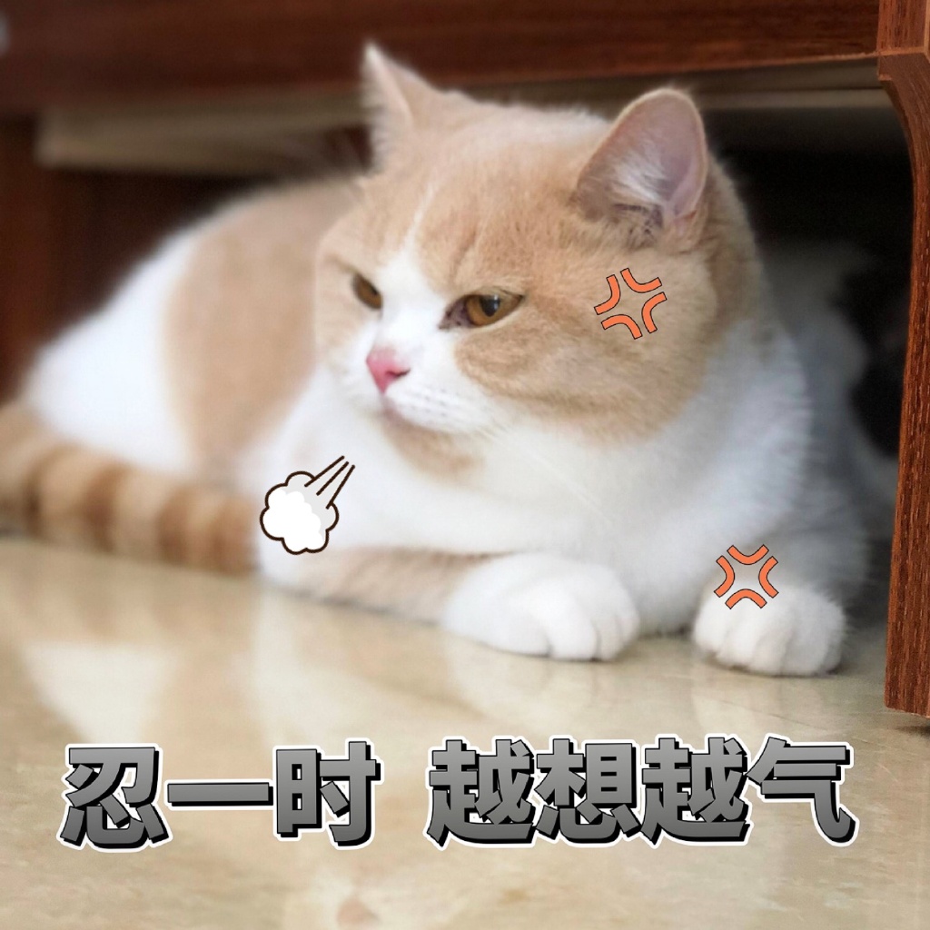 猫咪萌萌表情包:你的小可爱小北鼻正在生气