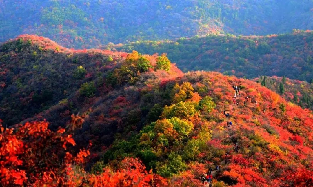 看红叶很多人都会想起北京香山