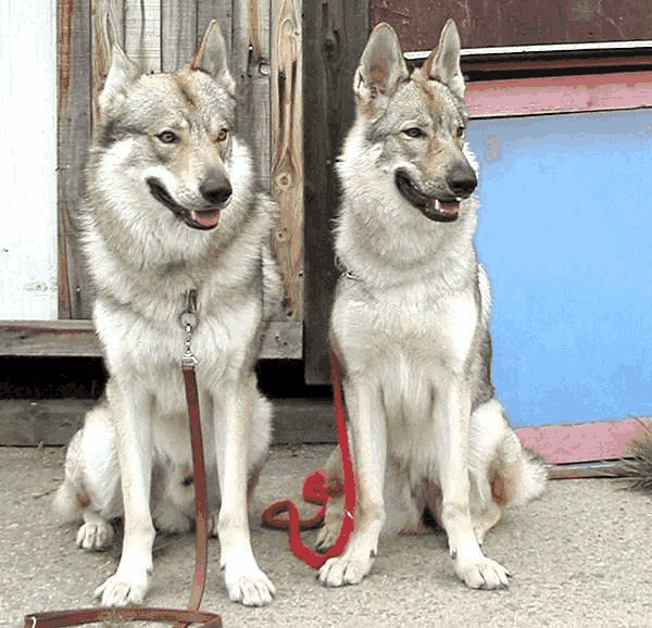 捷克狼犬:由优秀的狼与犬培育而出,具有狼的敏锐性,以及犬的气质,主要