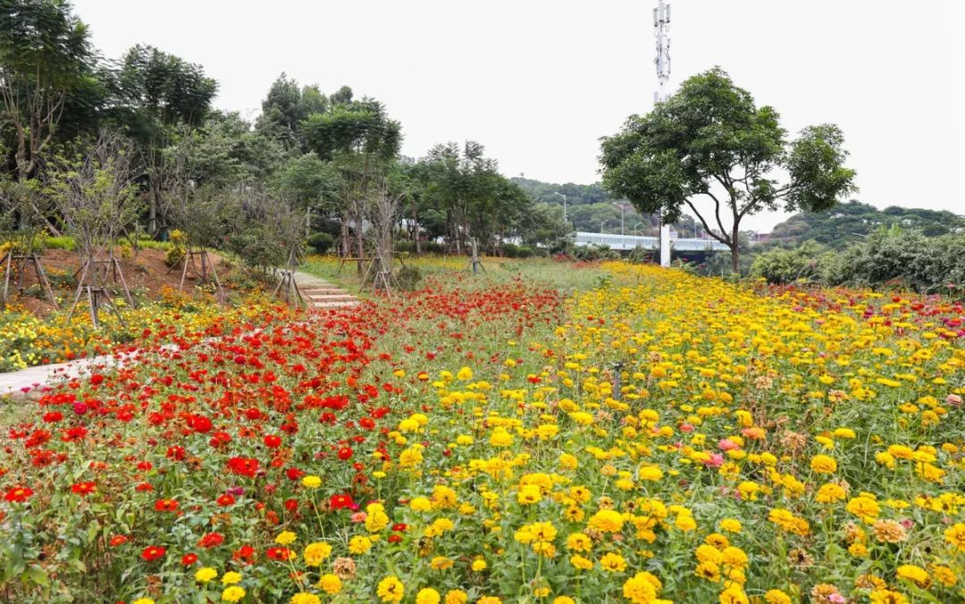 超惊艳厦门大片花海来袭免费赏花秘境美到逆天