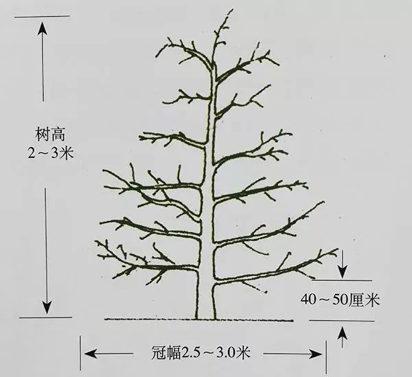 技术| 苹果树"傻瓜"修剪法—自由纺锤树形!