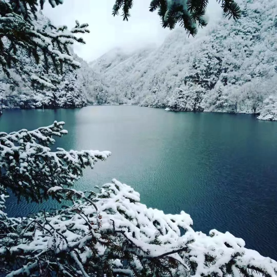 这几天阿坝州气温骤降,大雪如期而至,原本五彩斑斓的松坪沟,一秒变成