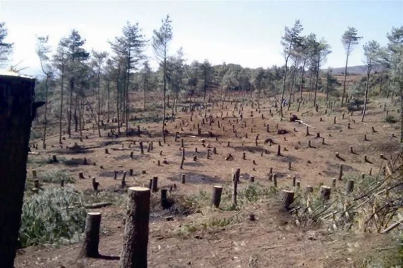 森林过度砍伐