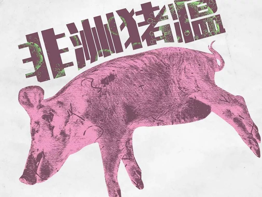 非洲猪瘟(african swine fever)疫情