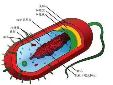 喉咙痛的原理_后溪穴 头项强痛 目赤 耳聋 咽喉肿痛 腰背痛(3)