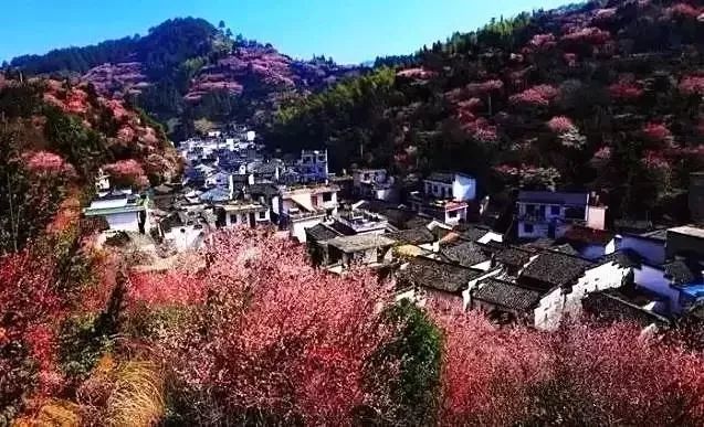 黄山城乡人口_黄山风景图片(2)