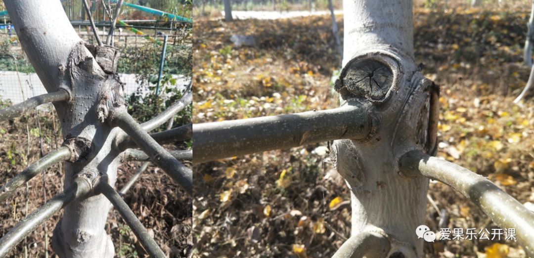 第54期 核桃树的长枝修剪