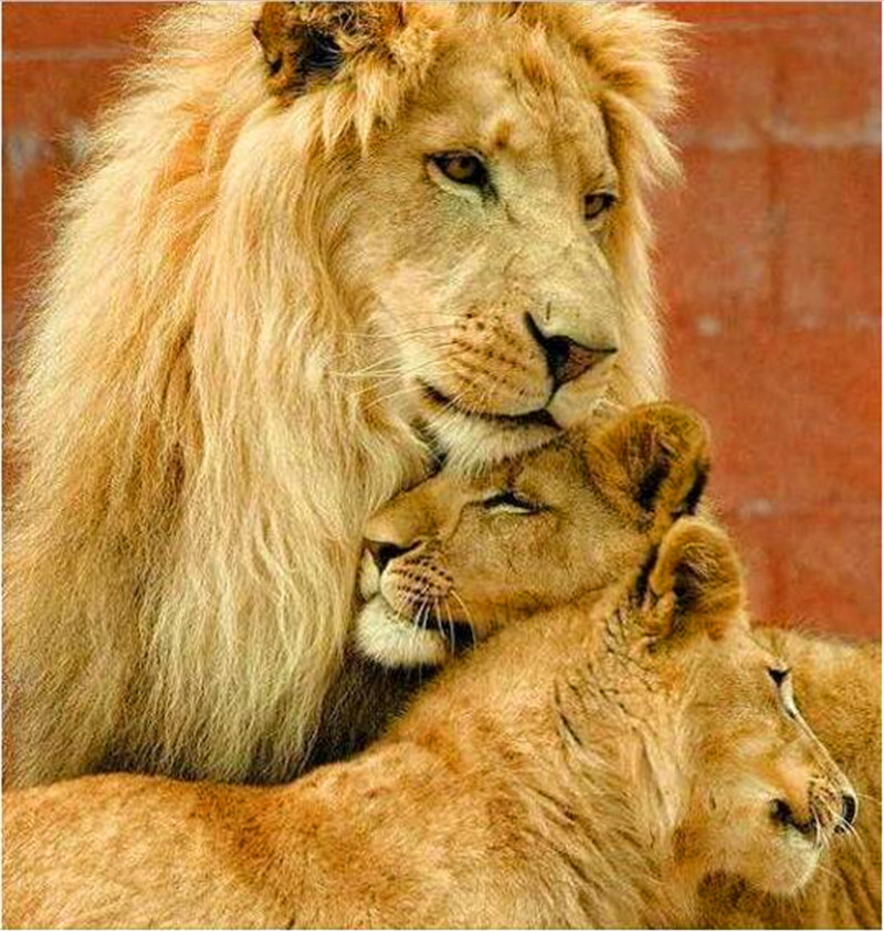 狮子再凶猛遇到自己的孩子也没辙这些温情瞬间你一定没见过