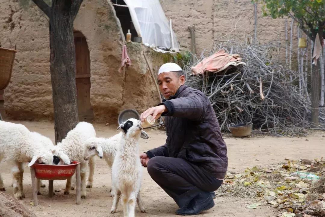 这是全国最贫困的地方,出产的羊却被视作贡品