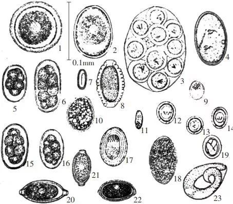 71图6贾第虫滋养体和包囊只见于猫科动物的粪便中,10μm×12μm71