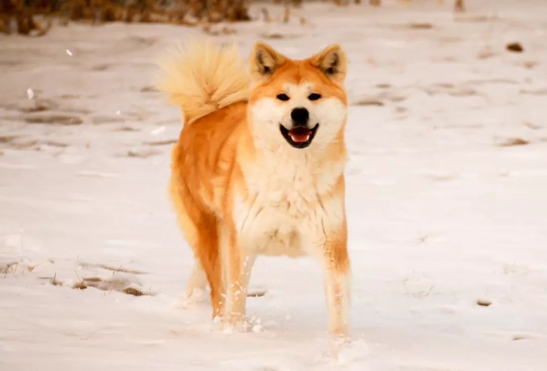 你知道如何区分秋田犬与柴犬吗?