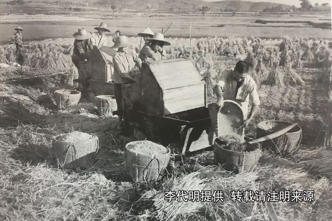 上世纪70年代我区秋收场景(李代明提供)