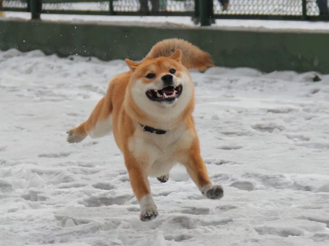 你知道如何区分秋田犬与柴犬吗?