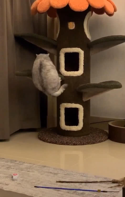貓玩主人新買的爬架，姿勢讓人笑噴，網友：看把貓餓的都爬不動了 萌寵 第3張