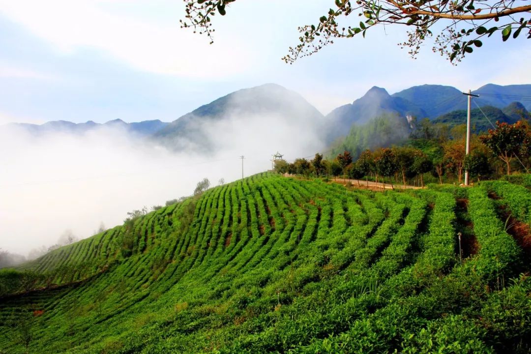 【秦巴文旅】茶山云雾(组图—中国硒谷·生态安康·最美茶园摄影