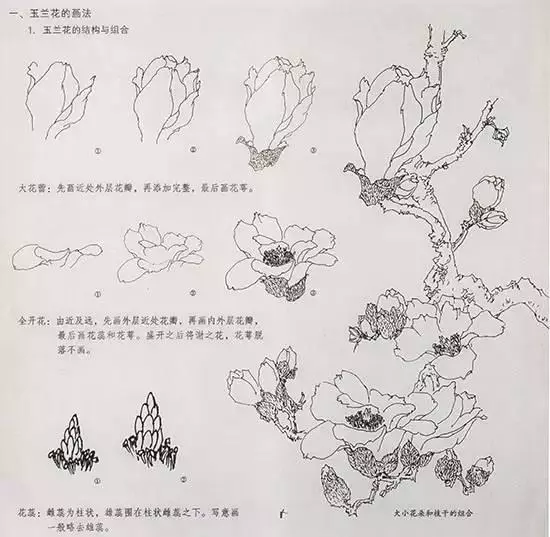 国画技法玉兰花的绘画技法