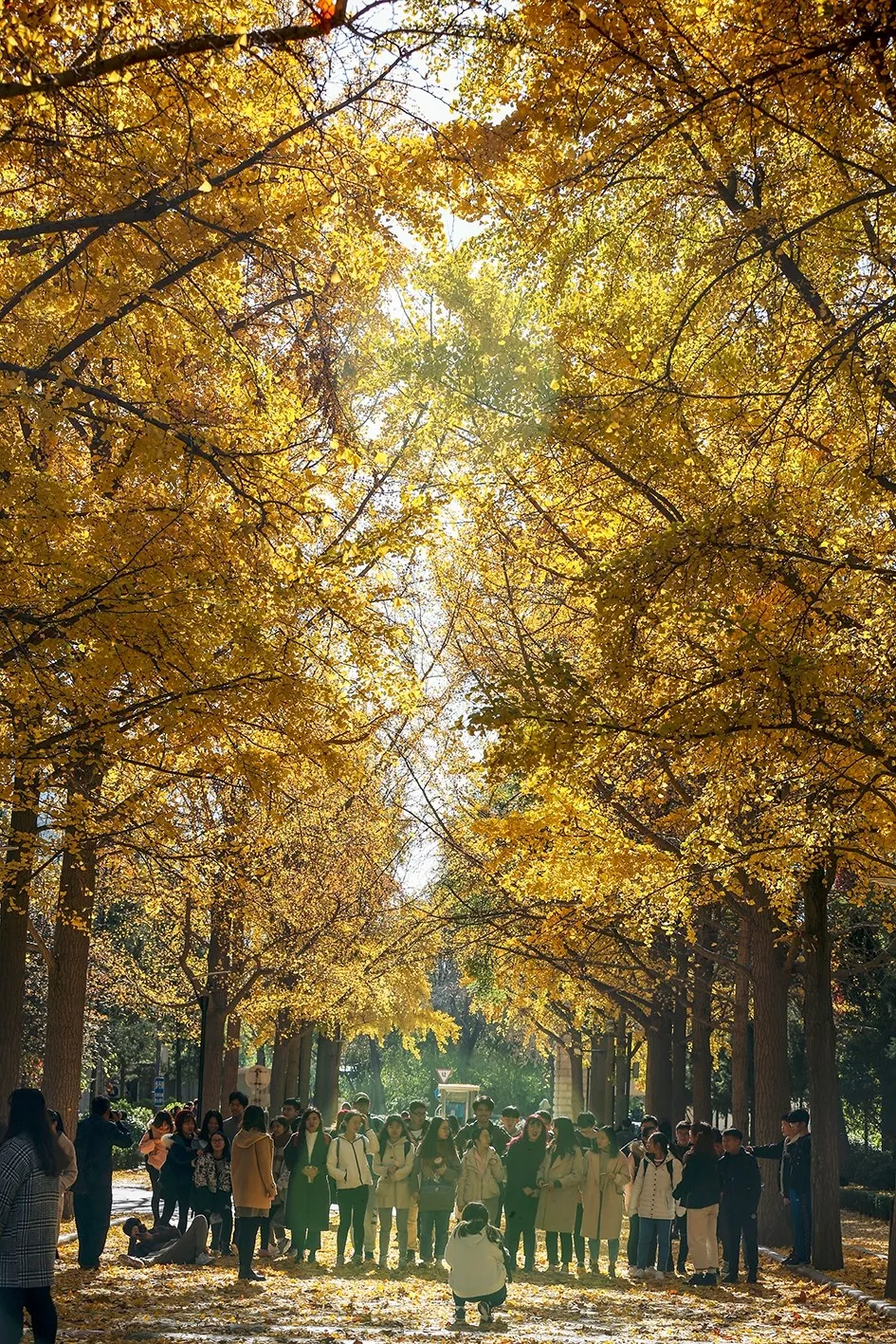 如果说见一叶落而知秋,那北京林业大学校园里落下的银杏,就是将岁暮